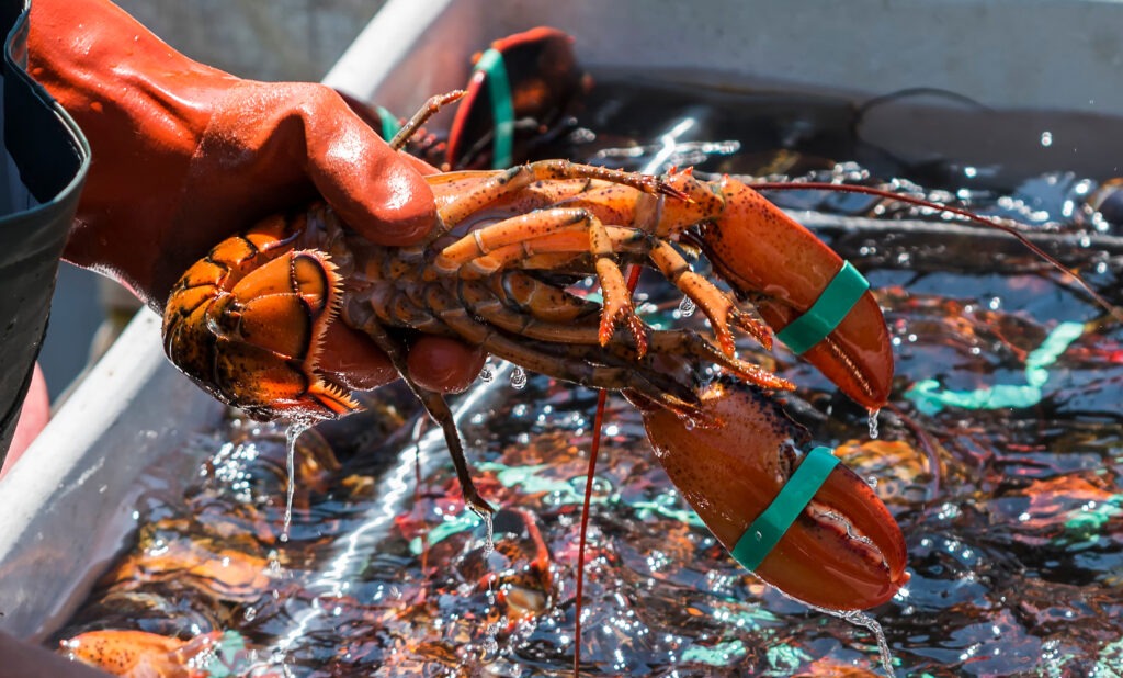 fresh-atlantic-lobster