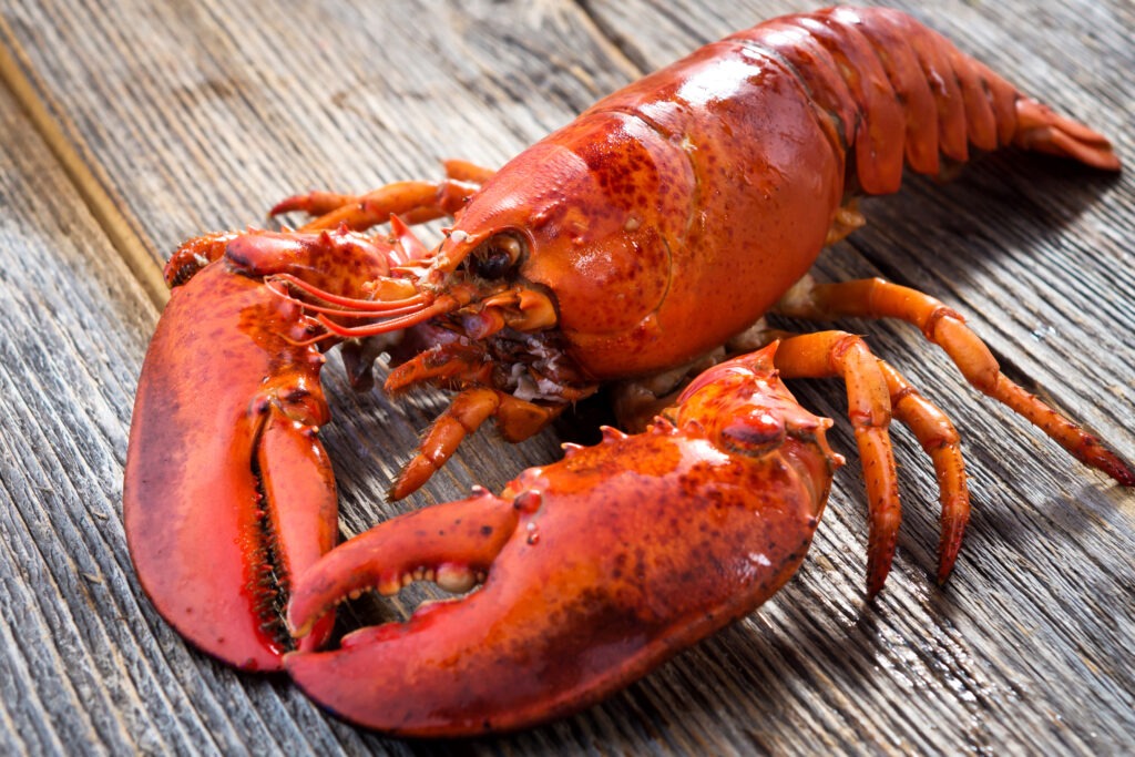 made-from-atlantic-lobster